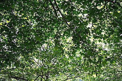 免费手游《全境封锁：曙光》将于今年秋季推出